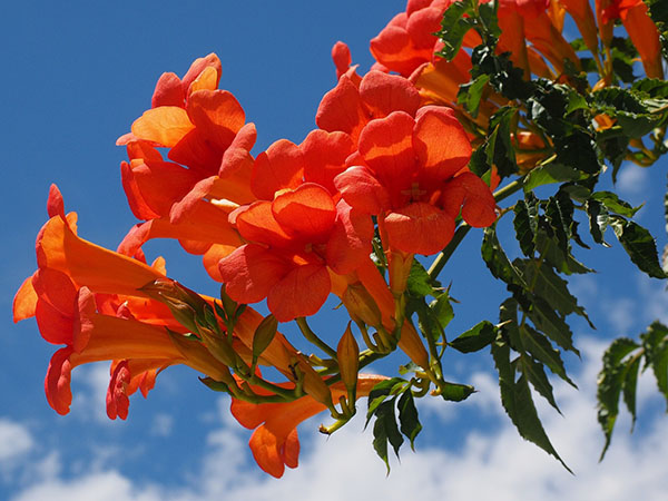 Bignonia roja (Campsis radicans)