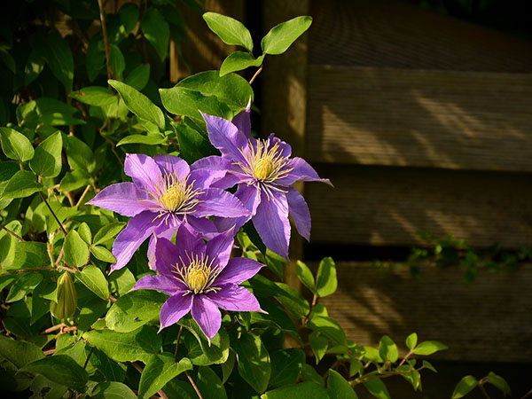 Clemátide (Clematis spp.)