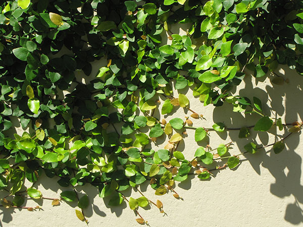 Ficus trepador (Ficus pumila)