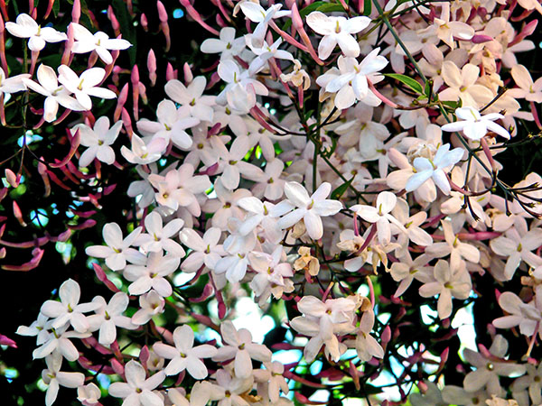 Jazmín chino (Jasminum polyanthum)