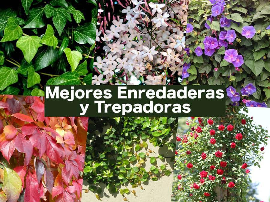 19 Mejores de Plantas Trepadoras y Enredaderas +Consejos (con y sin flor) |  Canal Hogar