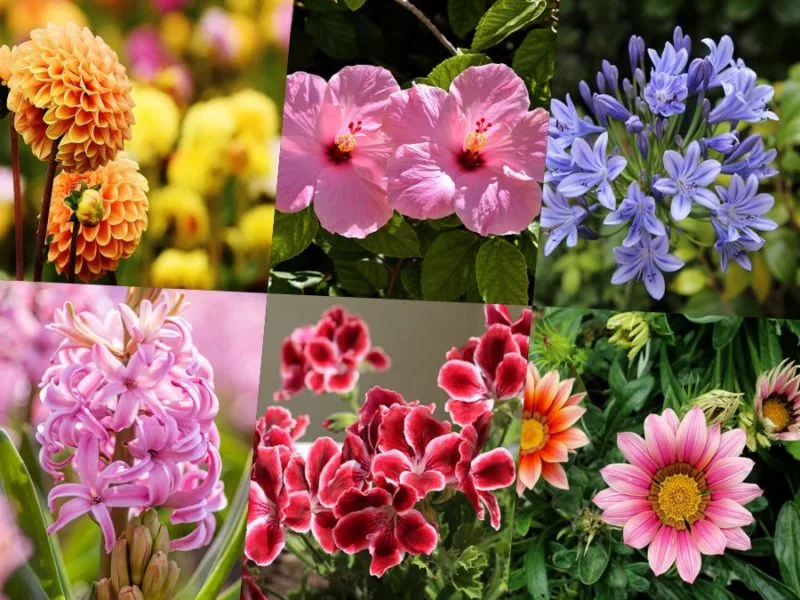 6 ideas de Plantas de exterior