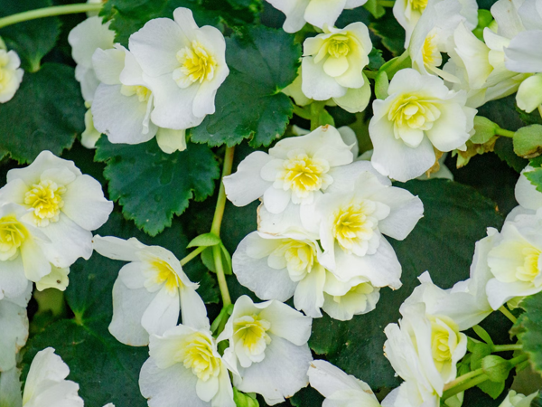 Planta Begonia con flores blancas y amarillas