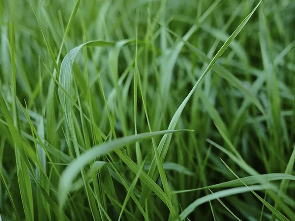 La mejor planta para ahuyentar mosquitos: Citronela