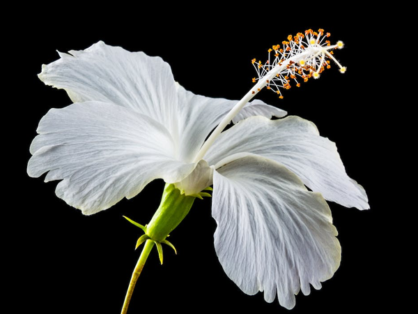 Flor de Hibisco blanca