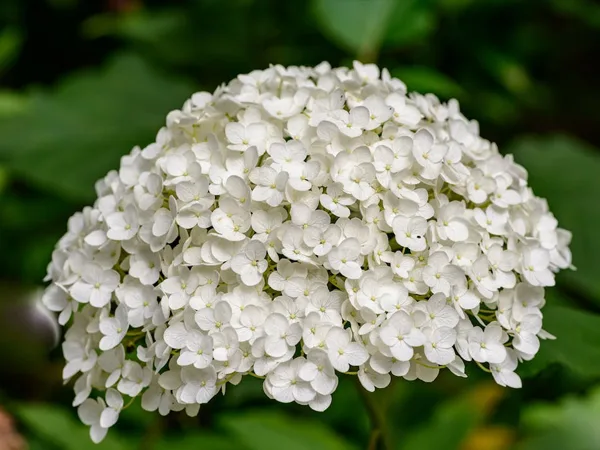 Hortensia