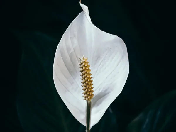 Lirio de la paz