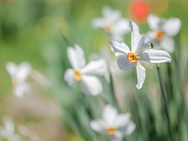 Narciso