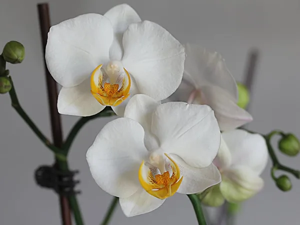 Orquídea