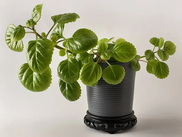 maceta de la planta del dinero