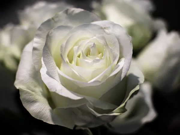 Rosa blanca