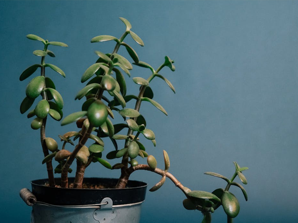 Planta o Arbol de Jade, Crassula ovata, una planta muy resistente y duradera para casa