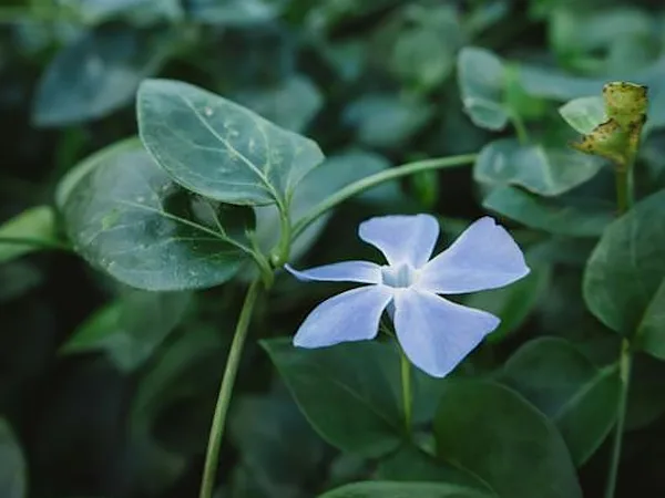 Vinca Rosea o planta Teresita azul
