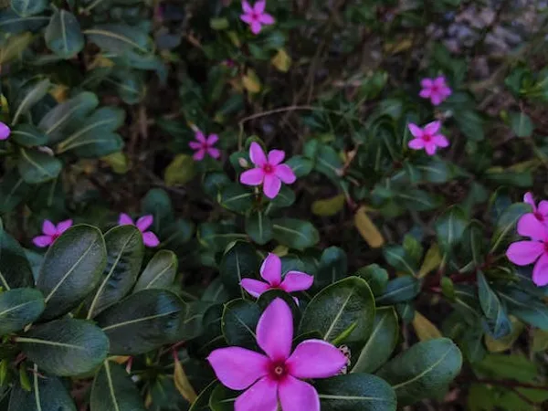 Cómo se poda la Vinca Rosea