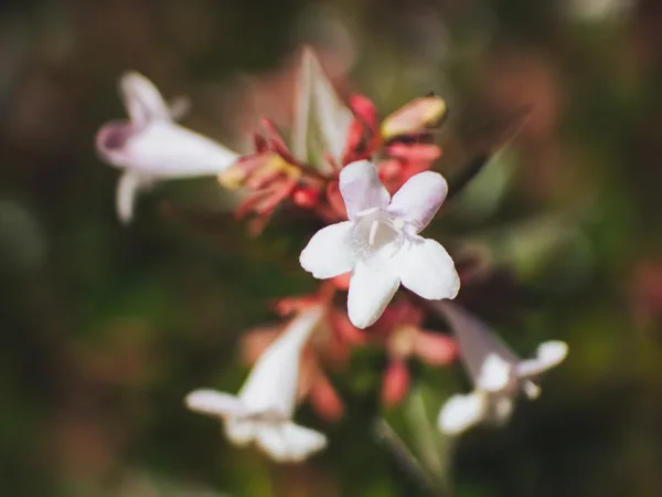 Abelia