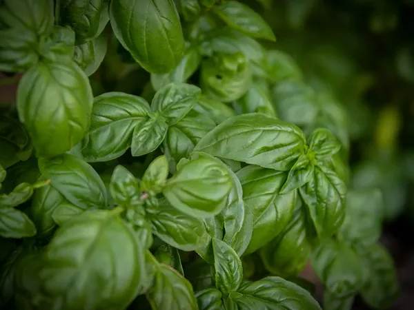 Albahaca salvaje para ahuyentar a los mosquitos