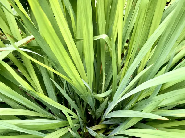 citronela