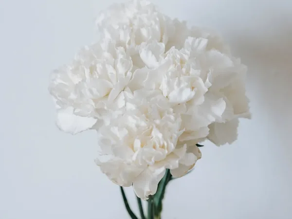 Clavel blanco