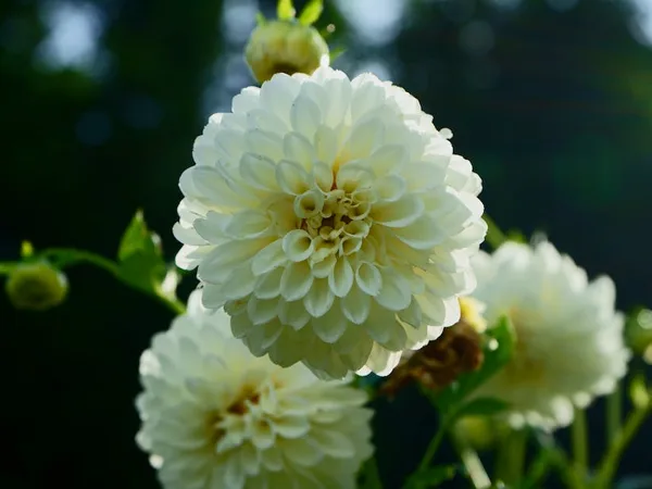 Dalia