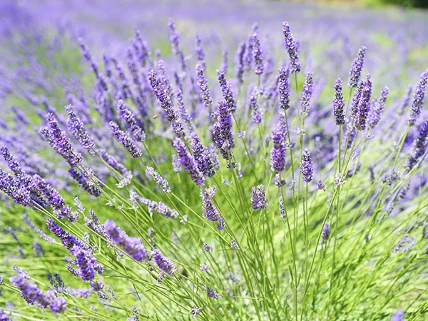 Planta y flores de lavanda, aliada antimosquitos