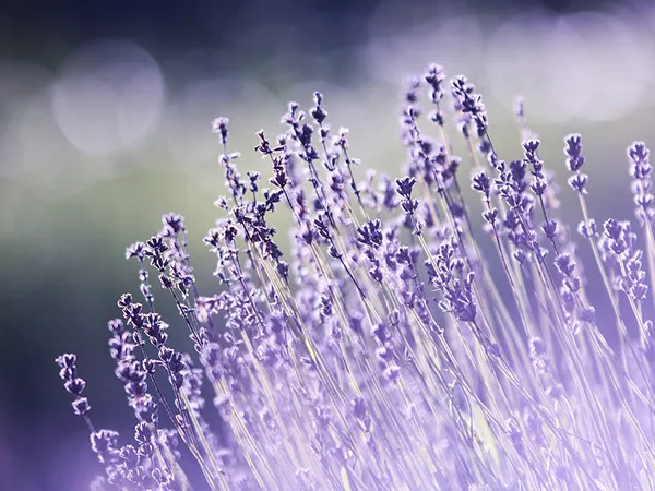 Lavanda salvaje