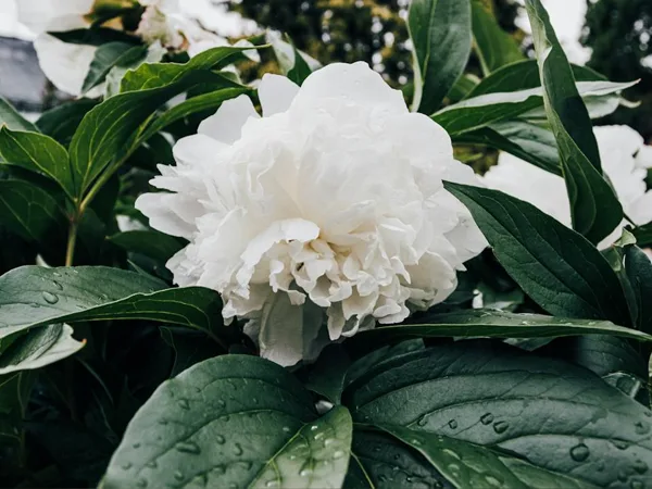 Peonia