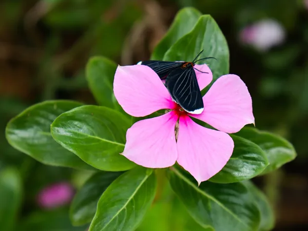 Vinca Rosea o planta Teresita