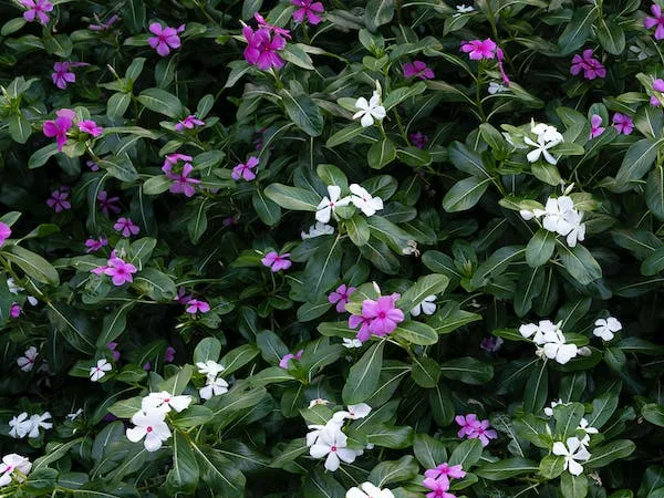 Planta Teresita Flores rosas y blancas