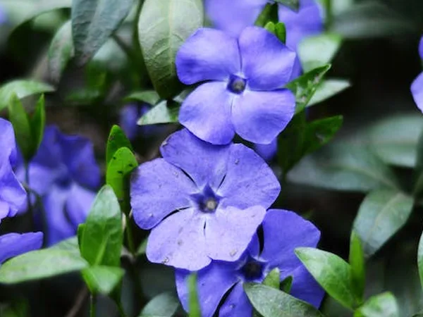 Qué riego necesita la Planta Teresita