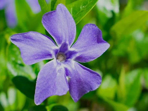Cómo abono mi Vinca Rosea