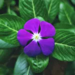 Vinca Rosea o Teresita: 7 cuidados de esta planta maravillosa