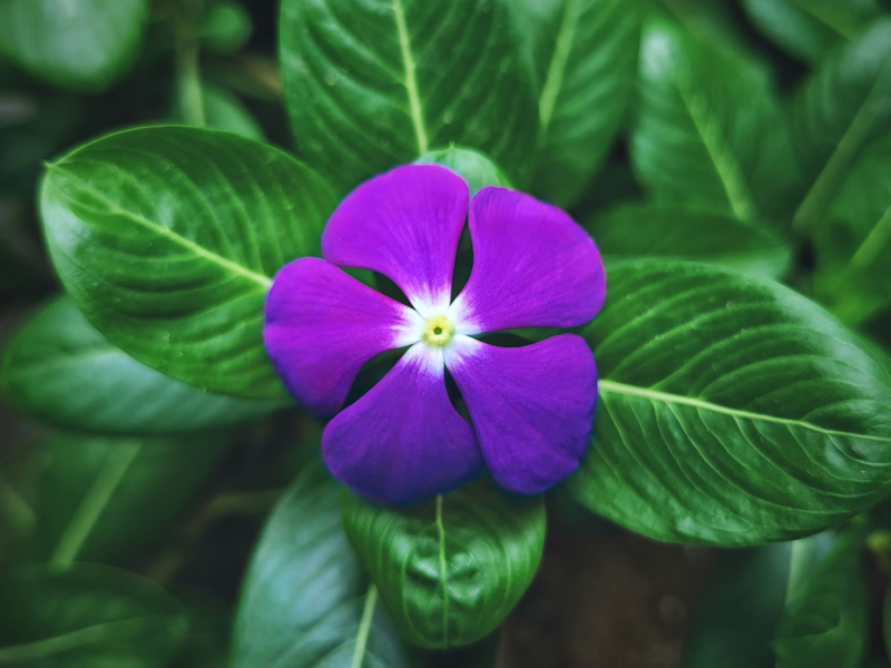 Vinca Rosea o Teresita: 7 cuidados de esta planta maravillosa