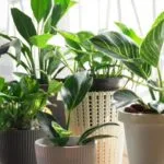 Plantas de Interior