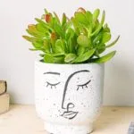 Planta de Jade