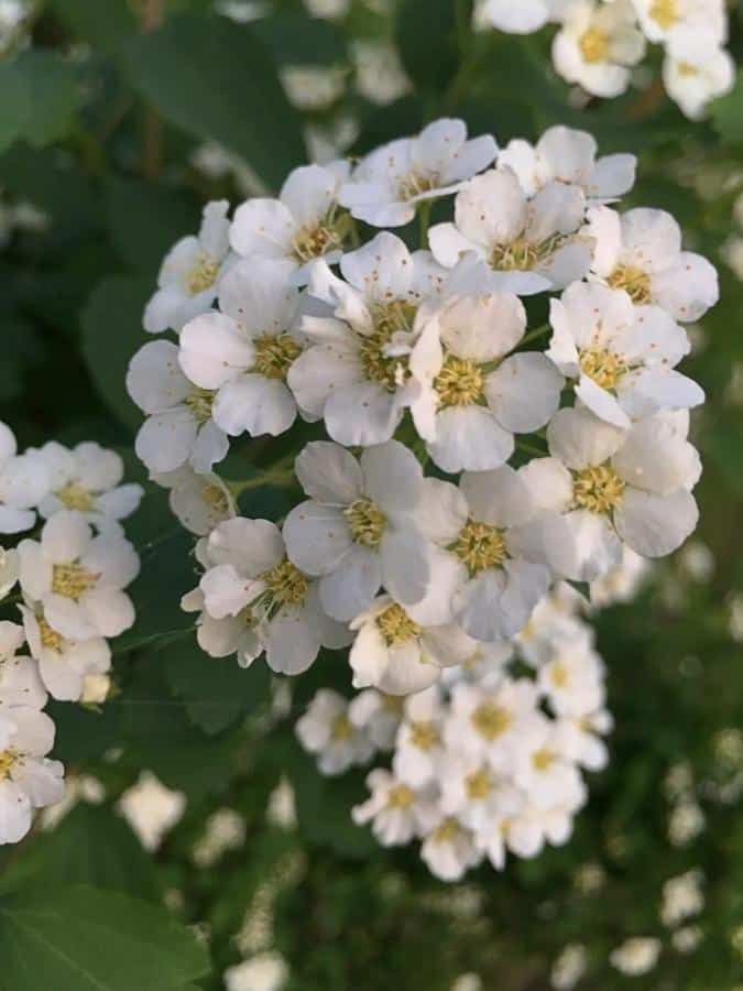 Flores blancas de la planta Espírea
