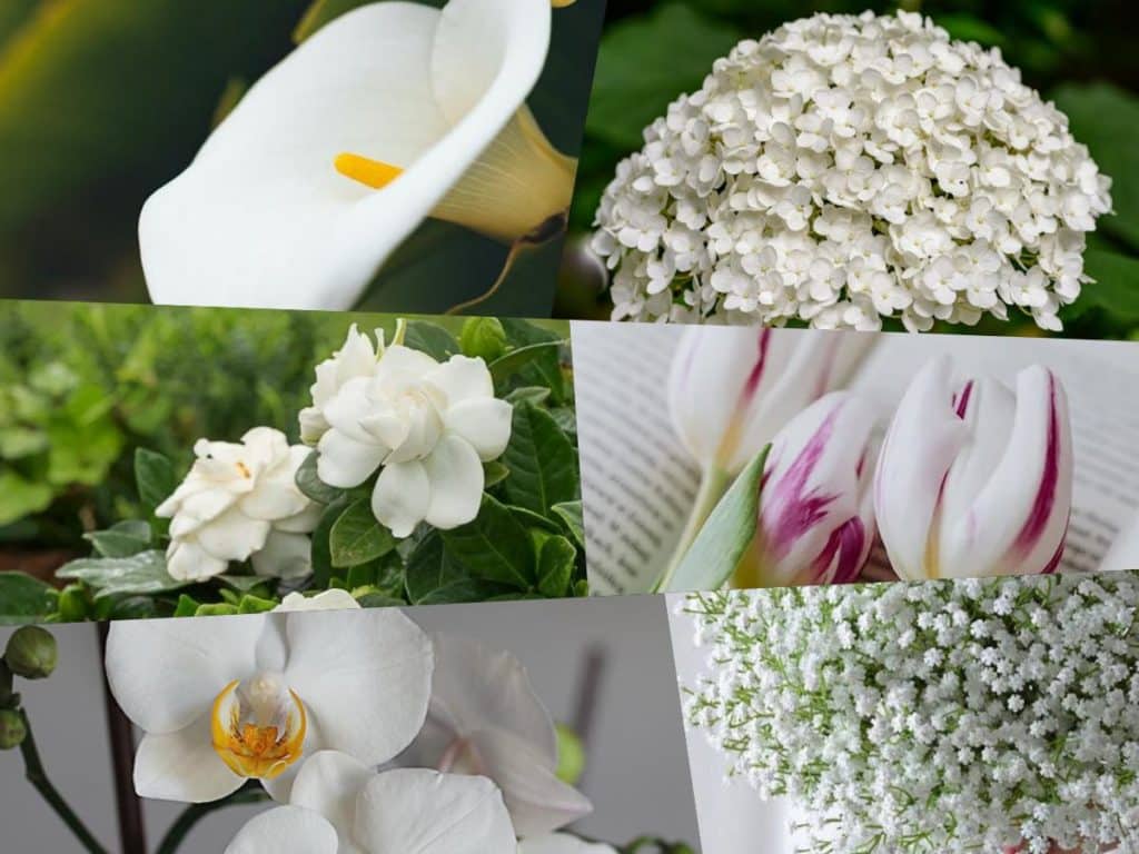 Las 21 Plantas con Flores Blancas Más Buscadas