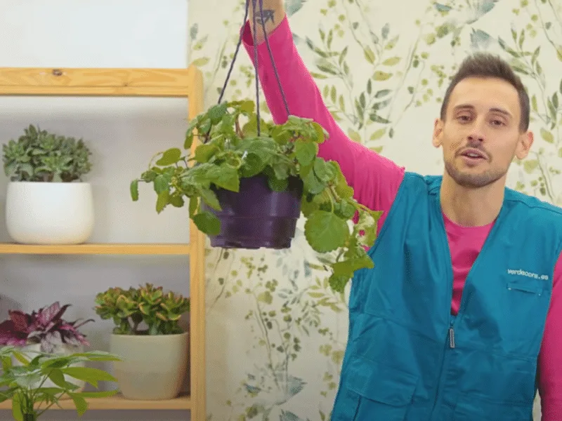 Planta del Dinero 7 Cuidados que debes conocer antes de comprarla